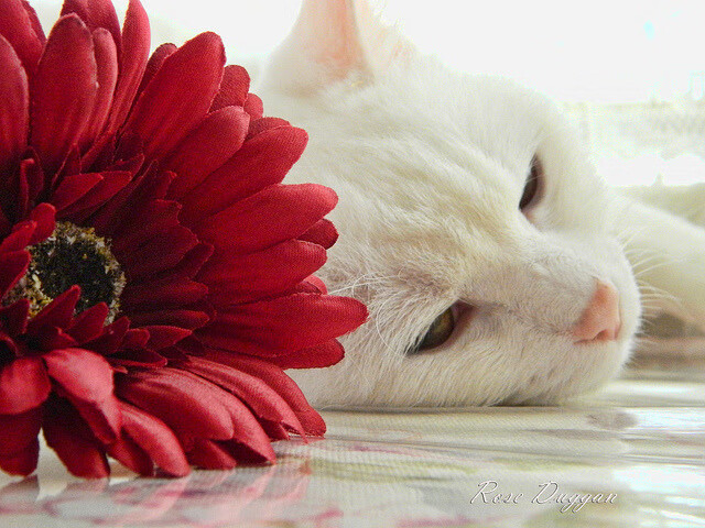 德里赫特爆发梅开二度，比利亚雷亚尔友谊赛完胜巴拉圭国家队