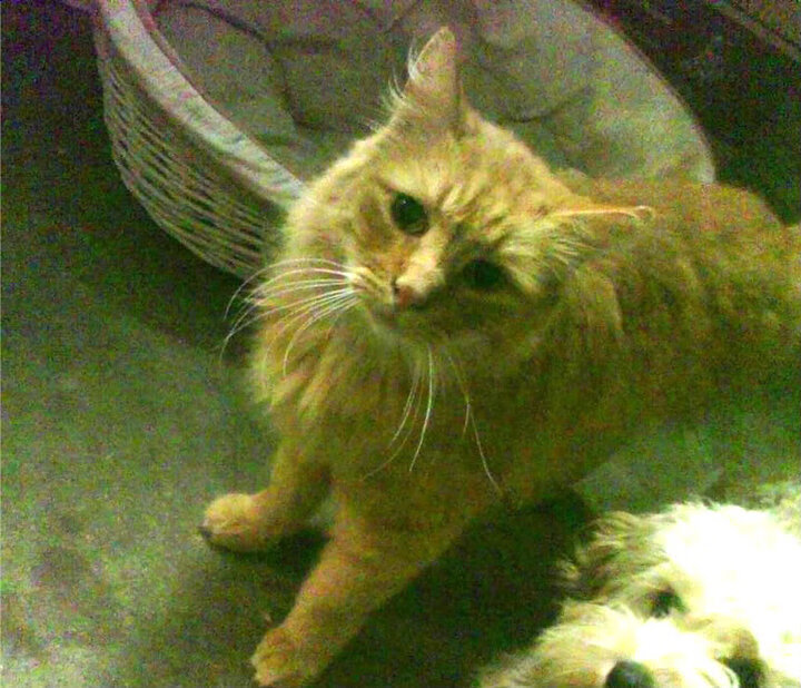 开云体育-贫矿对决竟成焦点战！灰熊爆冷黄蜂揭示NBA新赛季格局嬗变