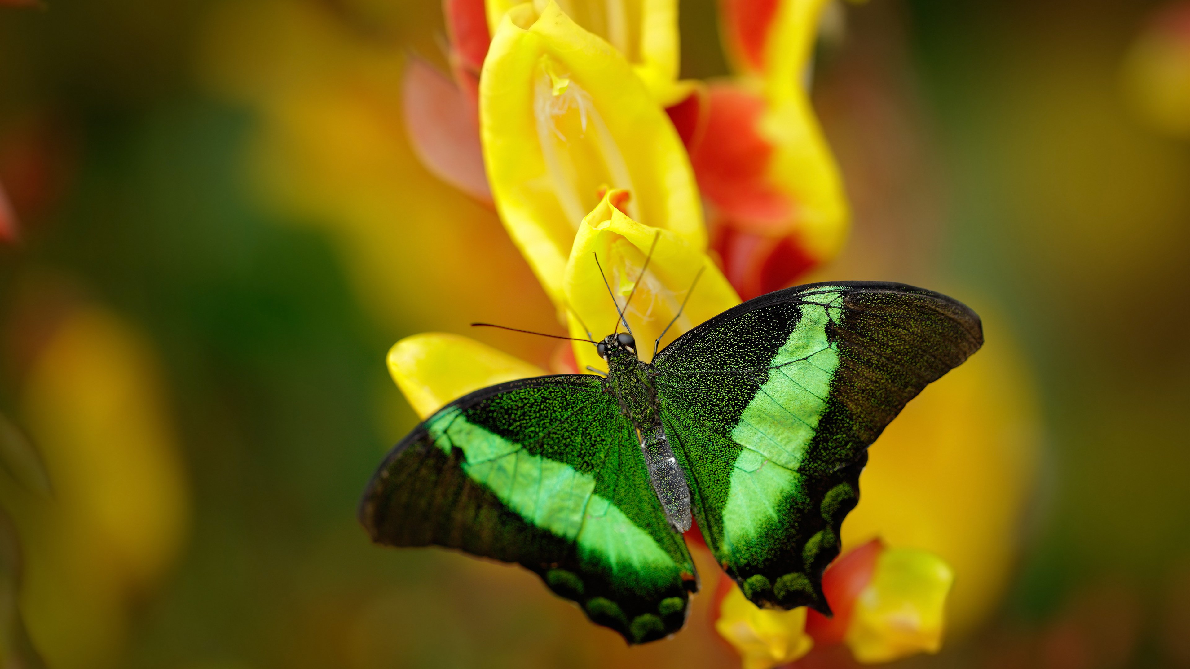 开云体育app-巴黎对阵加拿大，奥利维耶刷新纪录的经典之战