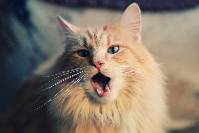 战术铁幕下的孤胆英雄，安哥拉如何用混凝土防线压制沙特，阿尔瓦雷斯一箭定江山