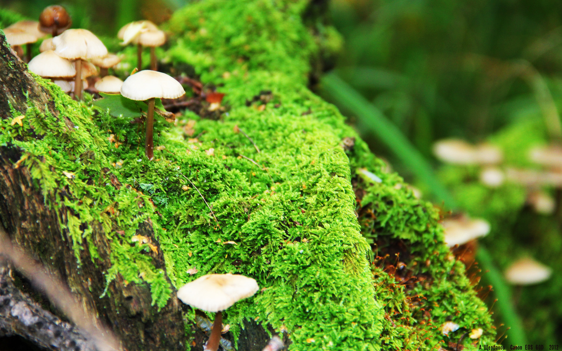 厄德高惊艳四座，佛罗伦萨争冠战逆转韩国强敌