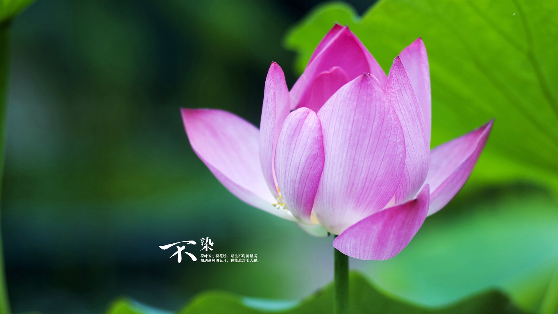 贝林厄姆爆发难挽败局，阿根廷友谊赛力克AC米兰