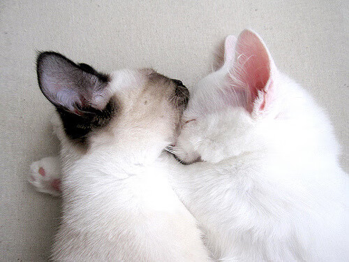 实力见证，克瓦拉茨赫利亚的崛起与西班牙的沙特征服