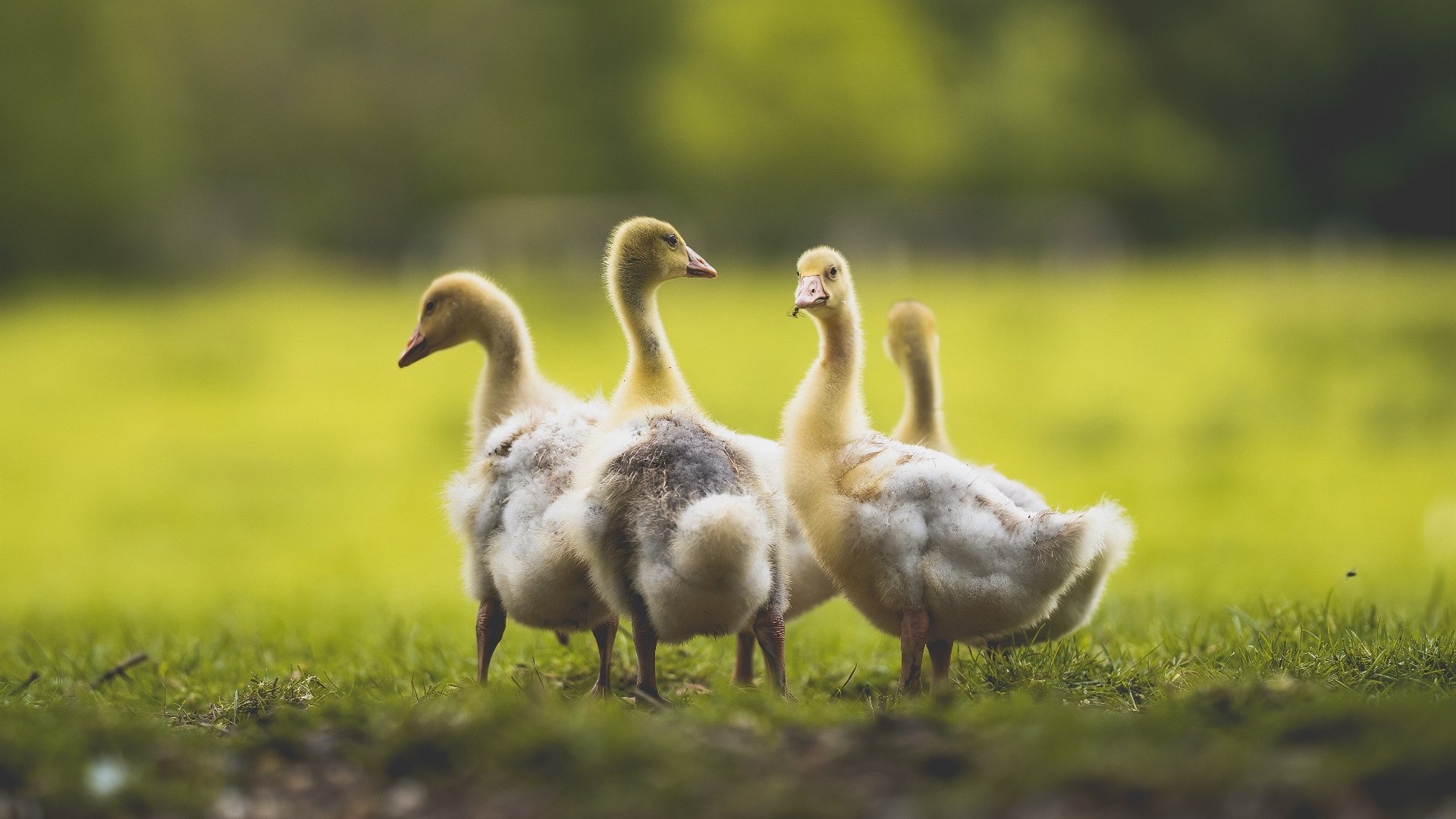 开云官网-欧冠决赛之夜，布克，那个在攻防裂隙中舞蹈的转换核心