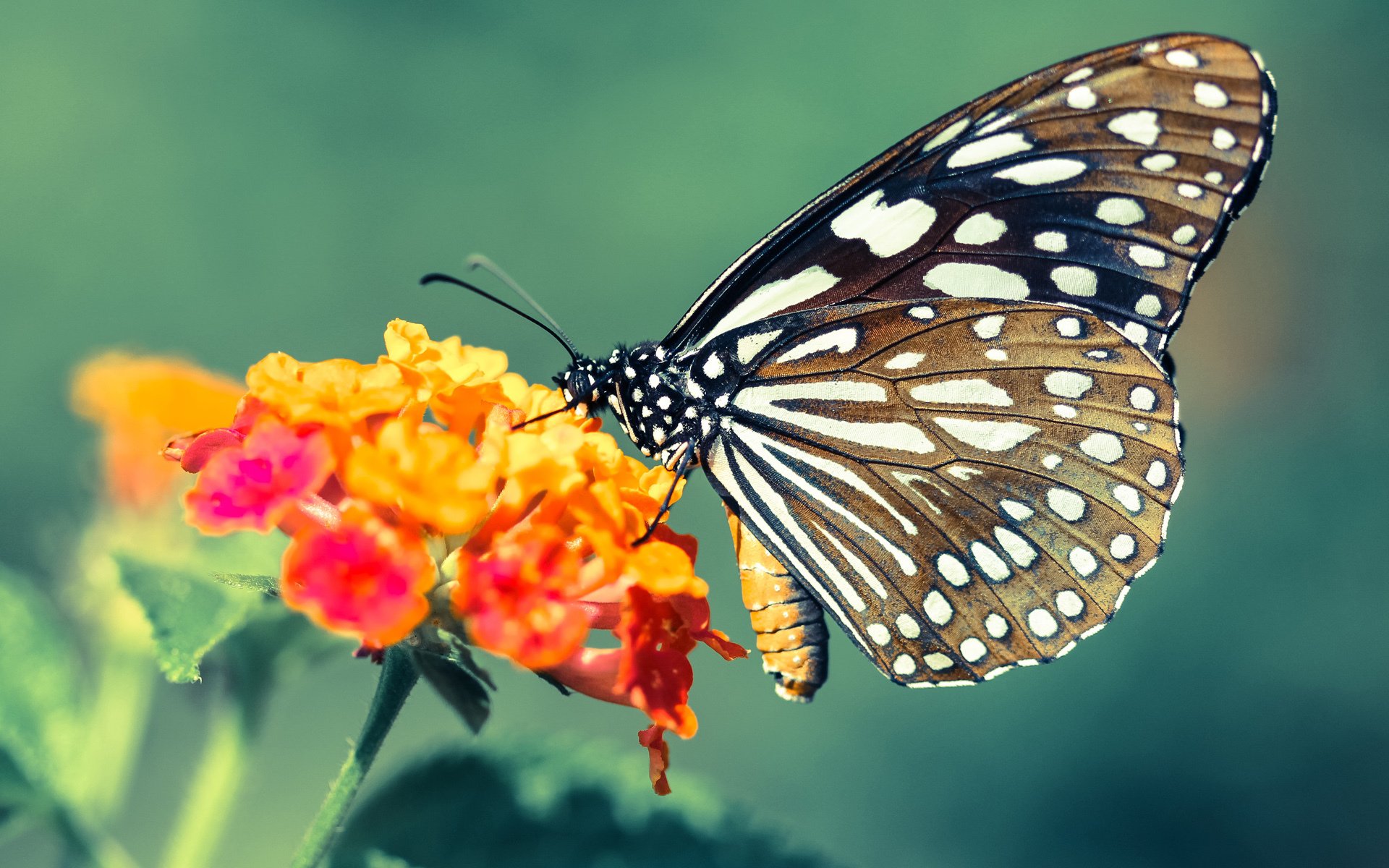 开云体育官网-高卢雄鸡啄碎星条旗，无名小卒布鲁诺化身屠美关键先生