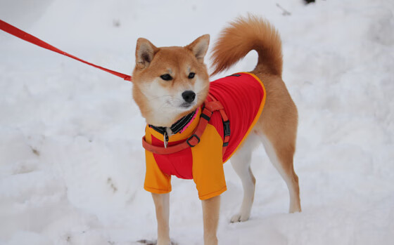 小巨人撼动绿茵宇宙，坎特如何让拜仁的利刃斩向切尔西的命门