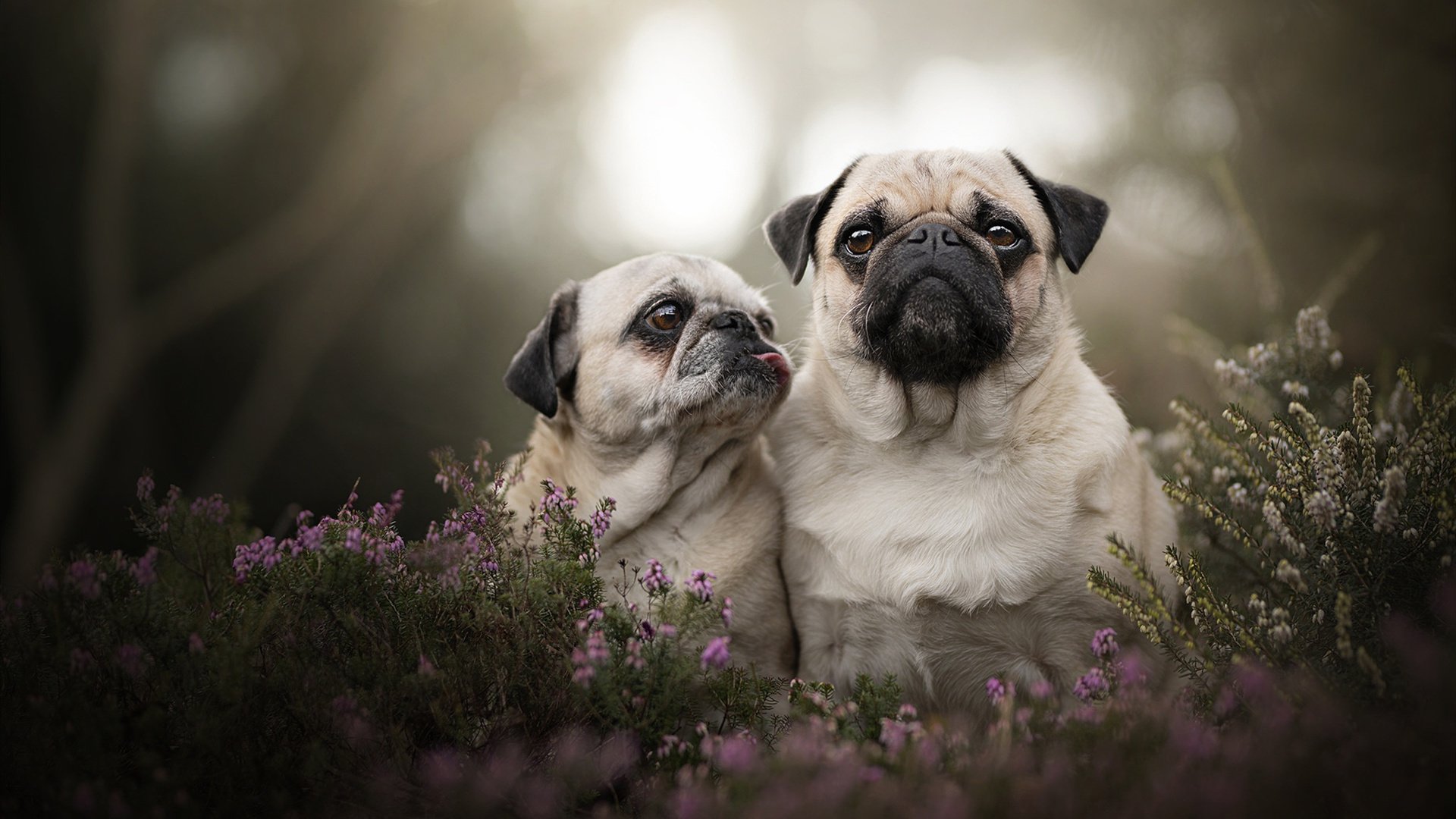 开云体育APP下载-神兵天降！西亚卡姆关键三分锁定胜局，雷霆血拼深圳队
