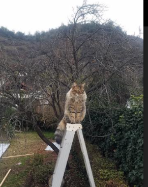 阿尔瓦雷斯，冰封之湖下的火山，压力淬炼出最耀眼的星