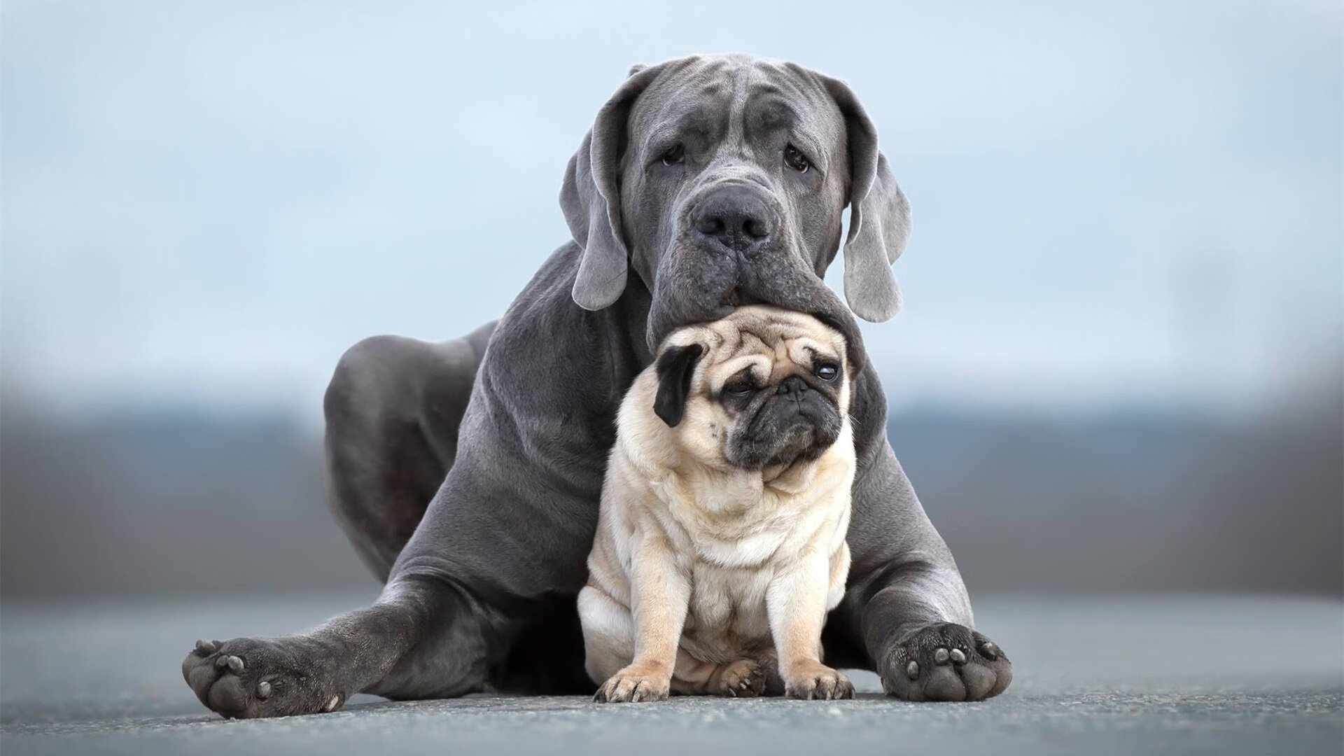 新王登基！文班亚马教科书式表现引领黄蜂硬仗取胜公牛