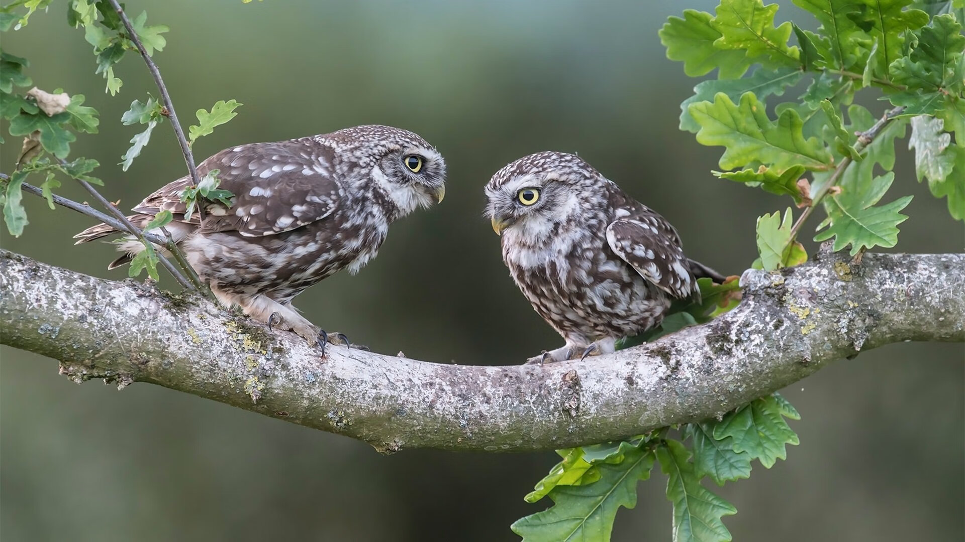 夜半风暴，巴萨用墨西哥为祭，姆巴佩在诺坎普完成自我正名